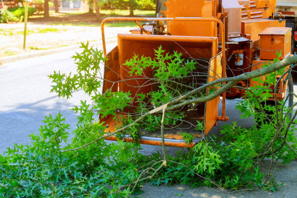 The Steps Involved in Our Tree Care Process in Grosse Pointe Farms, MI